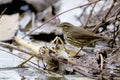 Northern Waterthrush  708314 Royalty Free Stock Photo