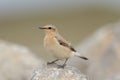 Northern wheatear Royalty Free Stock Photo