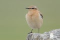 Northern wheatear Royalty Free Stock Photo