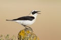 Northern Wheatear Royalty Free Stock Photo