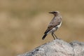 Northern Wheatear Royalty Free Stock Photo