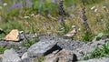 Northern Wheatear, bird perched on stone in the high mountains