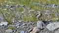 Northern Wheatear, bird perched on stone in the high mountains