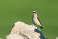 Northern wheatear bird, Photograph taken in Valoria la Buena, Valladolid, Castilla y Leon, Spain. Royalty Free Stock Photo