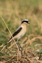 Northern Wheatear calling Royalty Free Stock Photo