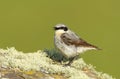 Northern wheatear calling on a mossy stone in summer Royalty Free Stock Photo