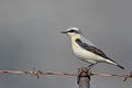 Northern Wheatear, Crete Royalty Free Stock Photo