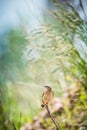 Northern Wheatear female in a meadow Royalty Free Stock Photo