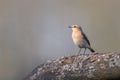 The northern wheatear, little song bird
