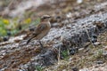 Northern Wheatear Royalty Free Stock Photo