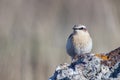 Northern Wheatear, Oenanthe oenanthe a bird sits on a rock Royalty Free Stock Photo