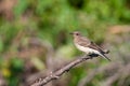 Northern Wheatear, Oenanthe oenanthe on a branch Royalty Free Stock Photo