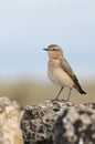 Northern wheatear - Oenanthe oenanthe female Royalty Free Stock Photo