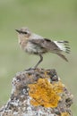 Northern wheatear - Oenanthe oenanthe female Royalty Free Stock Photo