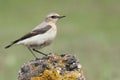 Northern wheatear - Oenanthe oenanthe female Royalty Free Stock Photo