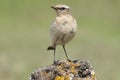 Northern wheatear - Oenanthe oenanthe female Royalty Free Stock Photo