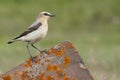 Northern wheatear - Oenanthe oenanthe female Royalty Free Stock Photo