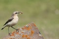 Northern wheatear - Oenanthe oenanthe female Royalty Free Stock Photo