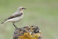 Northern wheatear - Oenanthe oenanthe female Royalty Free Stock Photo