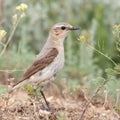 Northern wheatear Oenanthe oenanthe female. In the wild Royalty Free Stock Photo