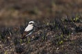 Northern wheatear Oenanthe oenanthe male. Bird is sitting in the burnt grass