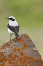 Northern wheatear - Oenanthe oenanthe male