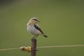 Northern Wheatear, Oenanthe oenanthe Royalty Free Stock Photo