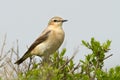 Northern wheatear, oenanthe oenanthe Royalty Free Stock Photo