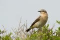 Northern wheatear, oenanthe oenanthe Royalty Free Stock Photo