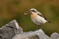 Northern Wheatear (Oenanthe oenanthe) Royalty Free Stock Photo