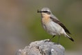 Northern Wheatear (Oenanthe oenanthe) Royalty Free Stock Photo