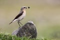 Northern wheatear, Oenanthe oenanthe Royalty Free Stock Photo