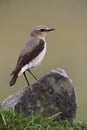 Northern wheatear, Oenanthe oenanthe Royalty Free Stock Photo