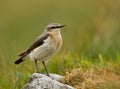 Northern wheatear (Oenanthe oenanthe) Royalty Free Stock Photo