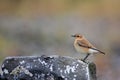 Northern Wheatear