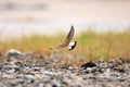 Northern Wheatear