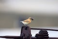 Northern Wheatear