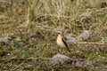 Northern Wheatear, Oenanthe oenanthe leucorhoa-male, in dunes between marram grass, migrating through the netherlands to Royalty Free Stock Photo