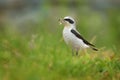 Northern Wheatear - Oenanthe oenanthe