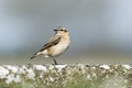 Northern wheatear, Oenanthe oenanthe Royalty Free Stock Photo