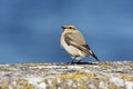 Northern wheatear, Oenanthe oenanthe Royalty Free Stock Photo