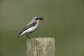 Northern wheatear, Oenanthe oenanthe Royalty Free Stock Photo