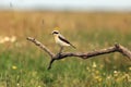 The northern wheatear or wheatear Oenanthe oenanthe sitting on the branch. Passerine with the green background Royalty Free Stock Photo