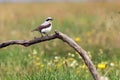 The northern wheatear or wheatear Oenanthe oenanthe sitting on the branch. Passerine with the green background Royalty Free Stock Photo