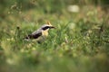 The northern wheatear or wheatear Oenanthe oenanthe sitting in the grass with a worm in the beak Royalty Free Stock Photo