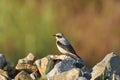 Northern Wheatear Oenanthe oenanthe