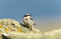 Northern wheatear perched on a mossy stone against blue background Royalty Free Stock Photo