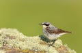 Northern wheatear perched on a mossy stone Royalty Free Stock Photo