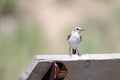 Northern wheatear