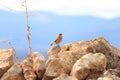 Northern wheatear upon rocks in Spain Royalty Free Stock Photo